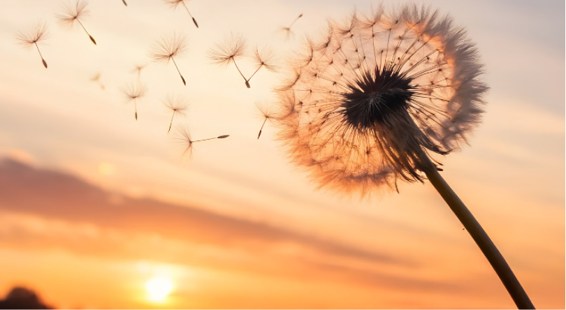 Anzeige: Nase voll von Allergie? Weil niemand den Frühling mit Taschentüchern genießen will. Monatsaktionen